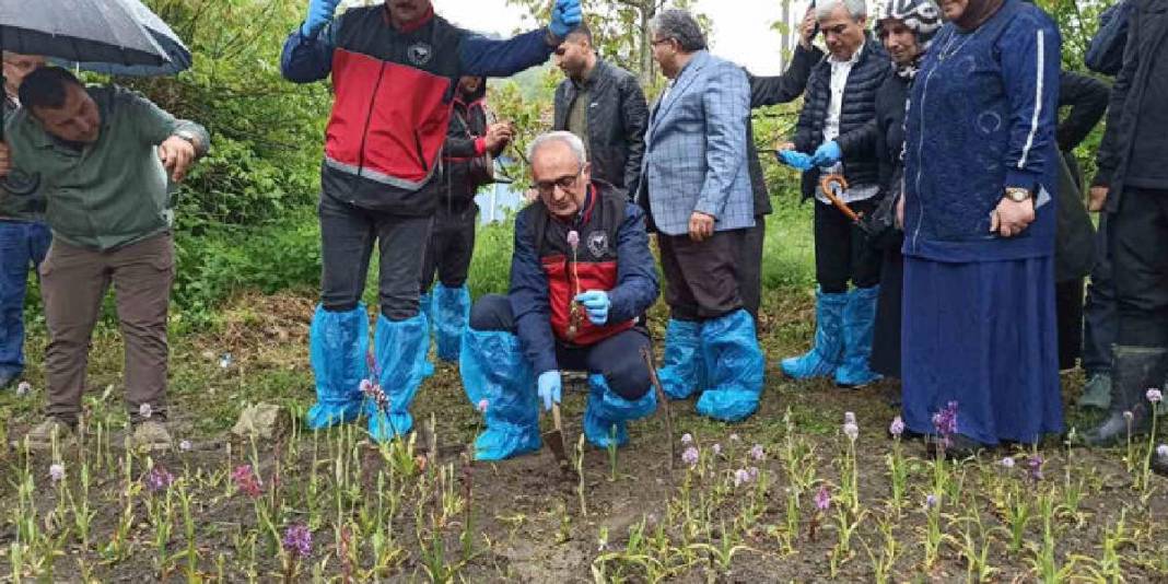 Doğa yürüyüşünde dikkatini çekti, üretmeye karar verdi! İlk hasatta 600 kg ürün aldı 4